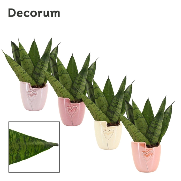 <h4>Sansevieria Zeylanica Fan 6 cm in Joa (Special moods-collection)</h4>