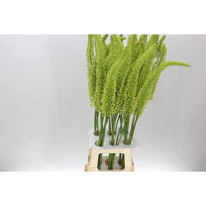 Eremurus Yellow Impact