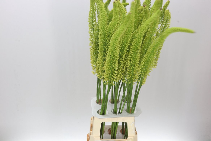 <h4>Eremurus Yellow Impact</h4>