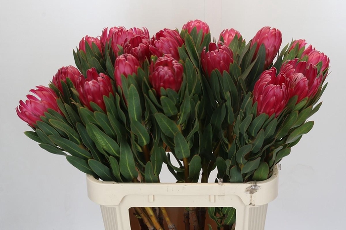<h4>Protea Brenda</h4>
