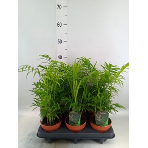 Chamaedorea elegans