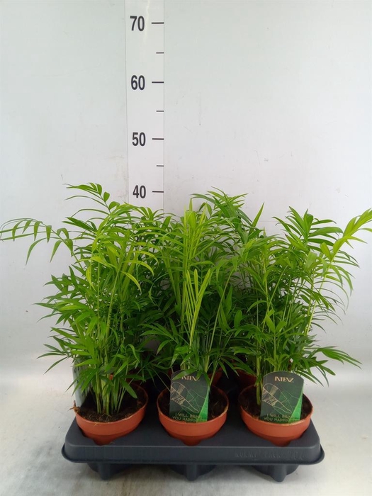 <h4>Chamaedorea elegans</h4>