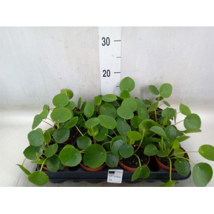 Pilea peperomoides