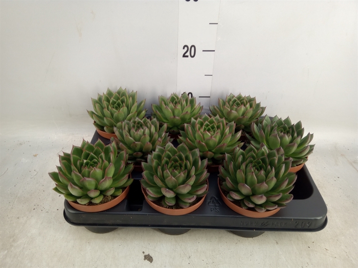 <h4>Echeveria agavoides</h4>