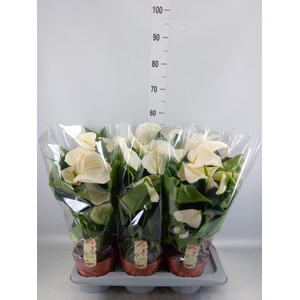 Anthurium andr. 'Alpine'