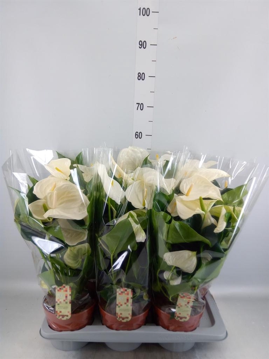 <h4>Anthurium andr. 'Alpine'</h4>