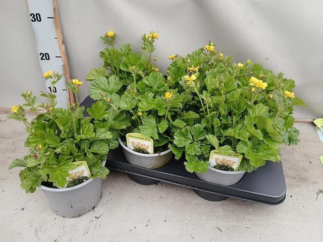 <h4>GEUM CO BORISII</h4>