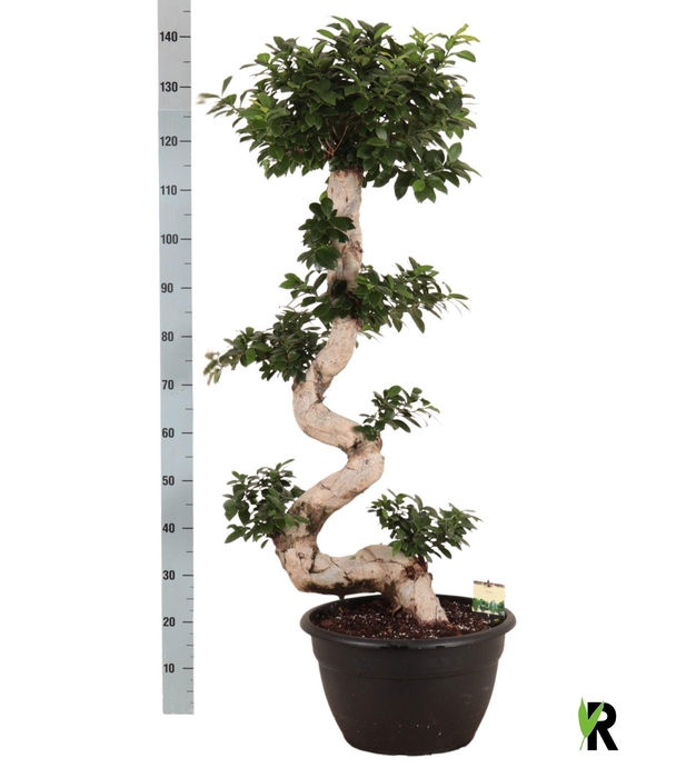 <h4>FIC MI GINSENG</h4>