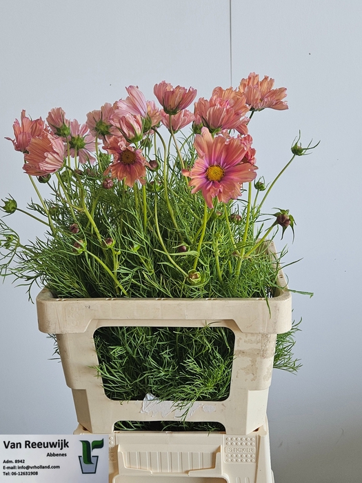 <h4>COSMOS BIPINNATUS</h4>