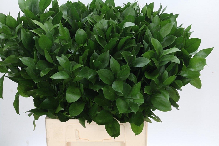 <h4>RUSCUS HYPOPHYLLUM</h4>