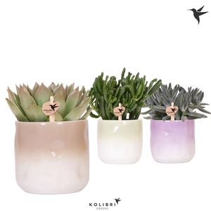 Kolibri Greens Succulenten mix in Gradience pot mix