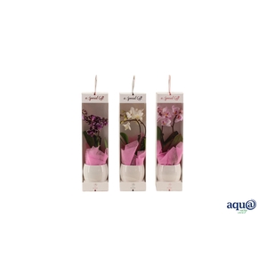 Lisa White Tiny Dolls Mix 2T10+ Aqu@ in Giftbox + roze doekje