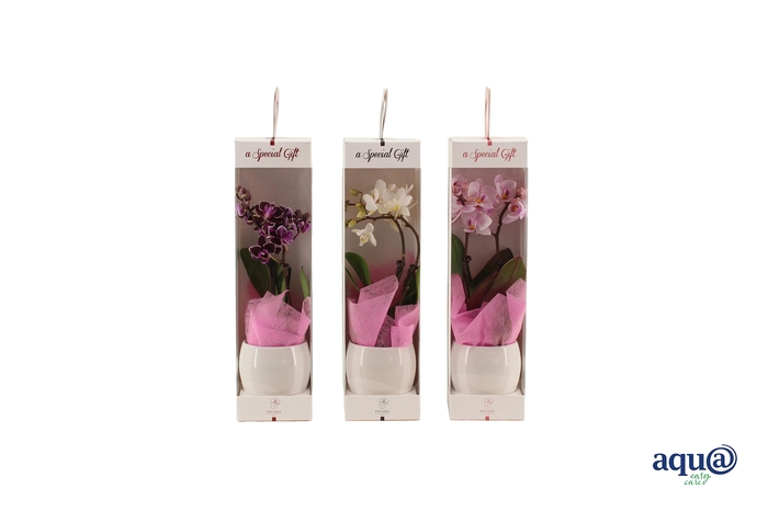 <h4>Lisa White Tiny Dolls Mix 2T10+ Aqu@ in Giftbox + roze doekje</h4>