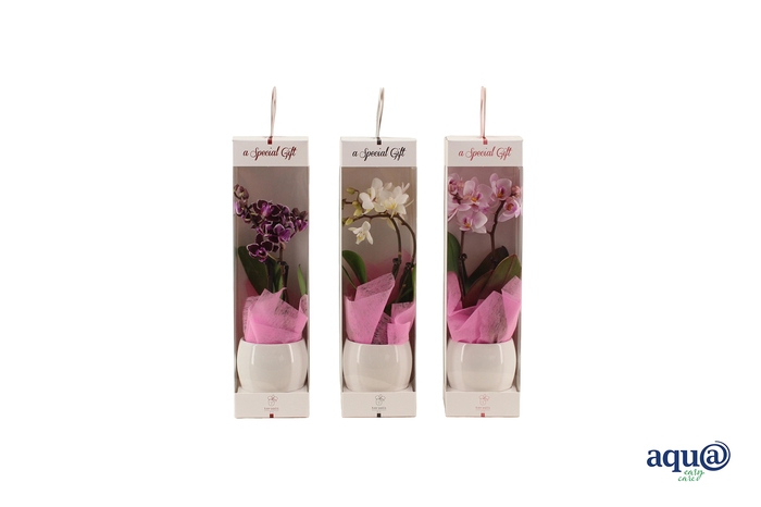 <h4>Lisa White Tiny Dolls Mix 2T10+ Aqu@ in Giftbox + roze doekje</h4>