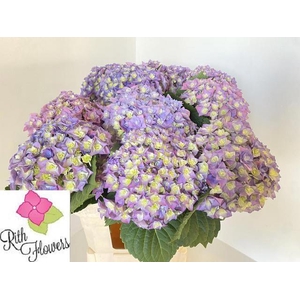 HYDR M ROY MAJEST BL