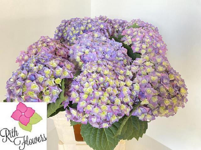 <h4>HYDR M ROY MAJEST BL</h4>