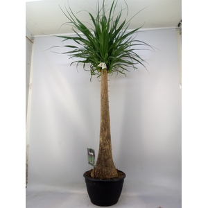 Beaucarnea recurvata