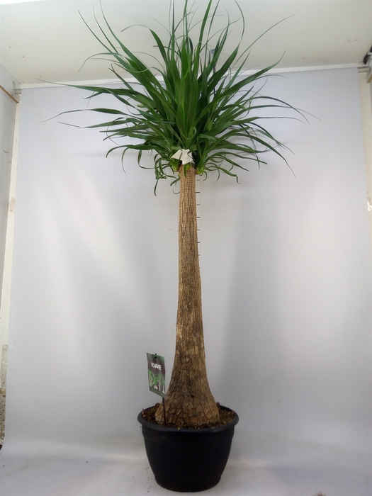 <h4>Beaucarnea recurvata</h4>