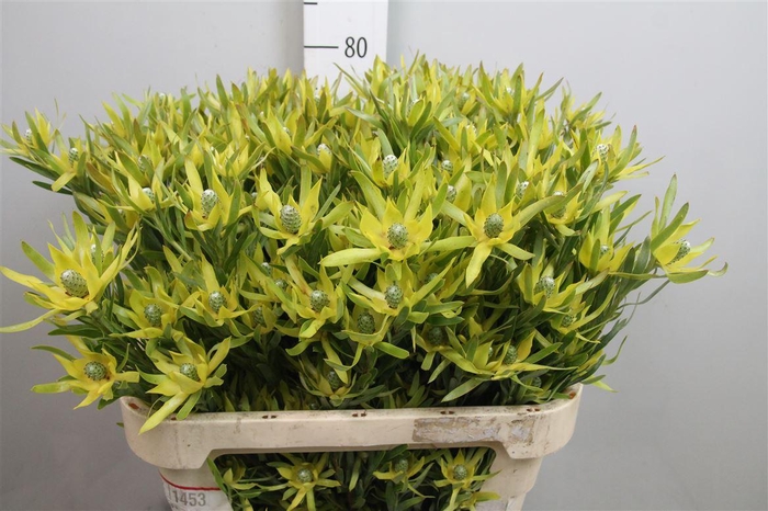 <h4>Leucad Pisa Spray</h4>