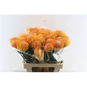 Leuco Co Ayoba Peach