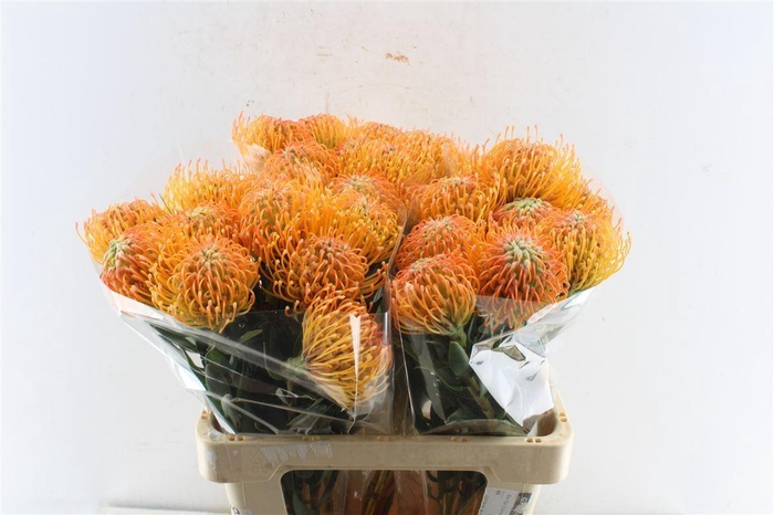 <h4>Leuco Co Ayoba Peach</h4>