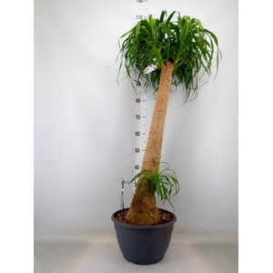 Beaucarnea recurvata