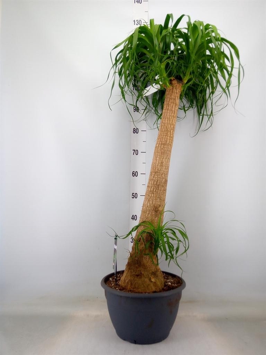 <h4>Beaucarnea recurvata</h4>
