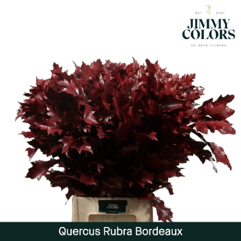 Quercus Rubra L80 Klbh. Bordeaux