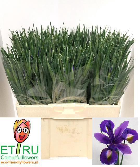 <h4>IRIS BLUE MAGIC</h4>