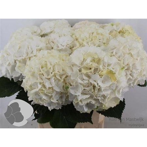 Hydr White Verena