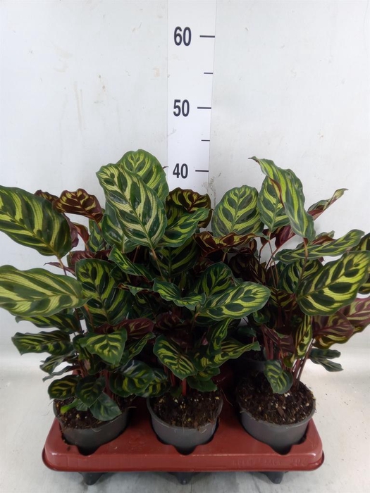<h4>Calathea makoyana</h4>