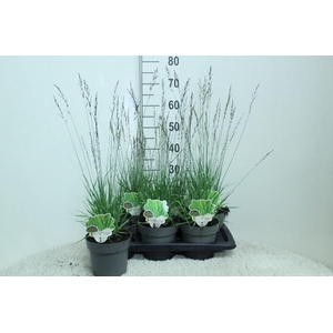Molinia Caerulea Edith Dudszus
