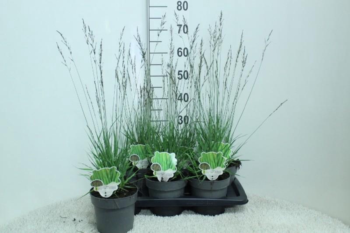 <h4>Molinia Caerulea Edith Dudszus</h4>