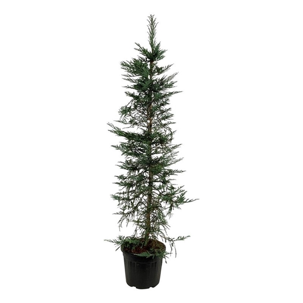 <h4>Sequoia sempervirens 'Xeno'</h4>