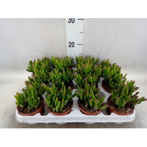 Crassula ovata 'Gollum'