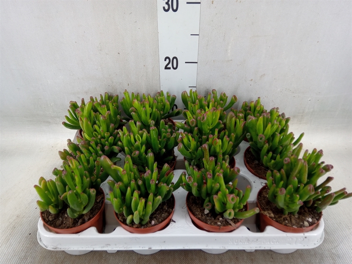 <h4>Crassula ovata 'Gollum'</h4>