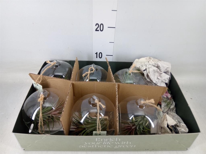 <h4>Arr. Tillandsia L%</h4>