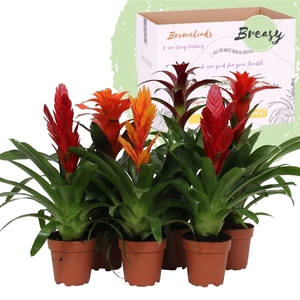 Bromelia Classic