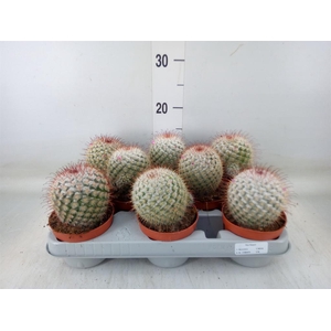 Mammillaria bombycina