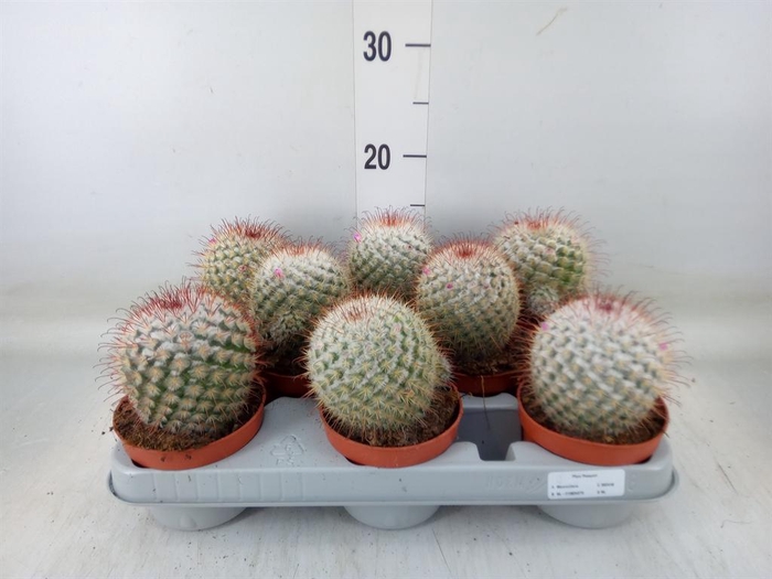 <h4>Mammillaria bombycina</h4>