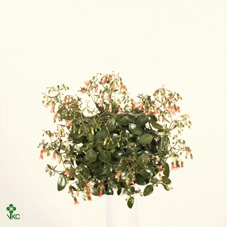 Kalanchoe HG 'Mariko'