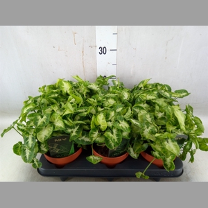 Syngonium  'Pixie'