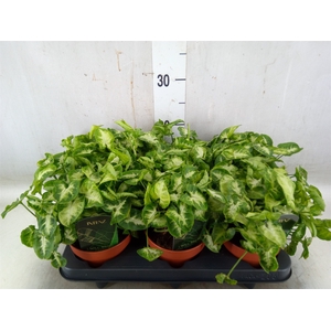 Syngonium  'Pixie'