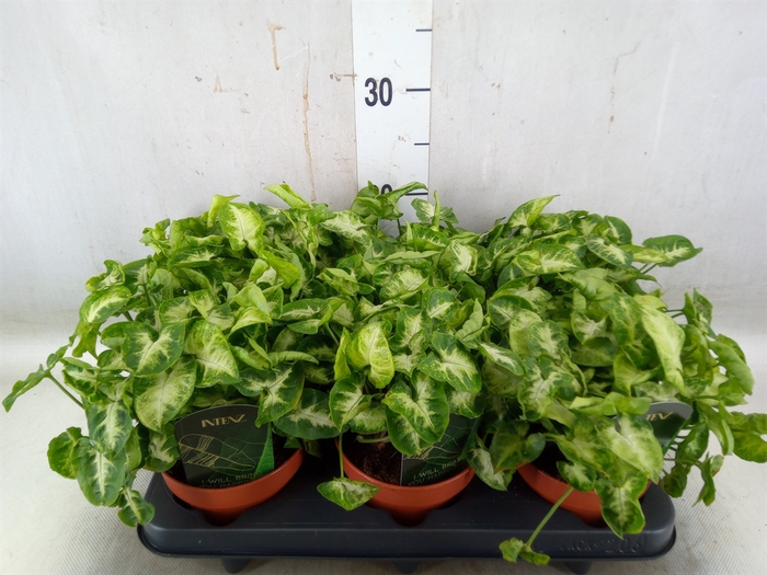 <h4>Syngonium  'Pixie'</h4>