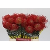 Nutans Ayoba Red