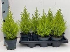 <h4>CUPR MA GOLDC WILMA</h4>