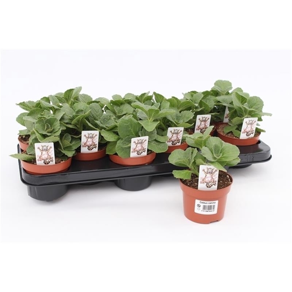 <h4>Coleus Verpiss-Dich Katteschrik</h4>