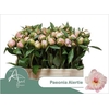 Paeonia L Alertie