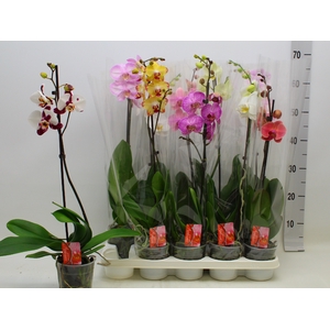 PHAL GEM