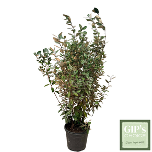 Elaeagnus ebbingei Bush 120/140 P30